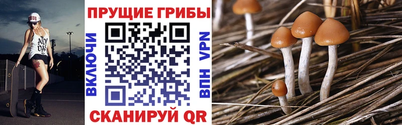 Купить закладки  Лодейное Поле  Галлюциногенные грибы прущие грибы 